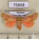 75868p Limacodidae Demonarosa rufotessellata f Thailand $12