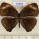75869p Satyridae Bicyclus mandanes Uganda $7