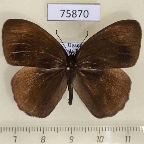 Satyridae Bicyclus campina Uganda