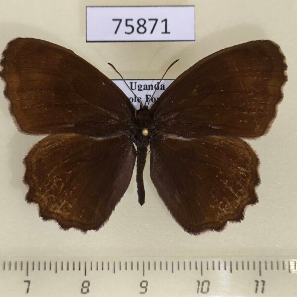 Satyridae Bicyclus dentata Uganda