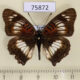 75872p Nymphalidae Junonia sophia sophia Uganda $3