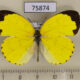 75874p Pieridae Eurema hecabe Uganda $4