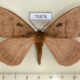 75876p Eupterotidae Rhodopteriana sidamoensis f Uganda $12