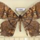 75882p Geometridae Amblychia angeronaria Vietnam $5