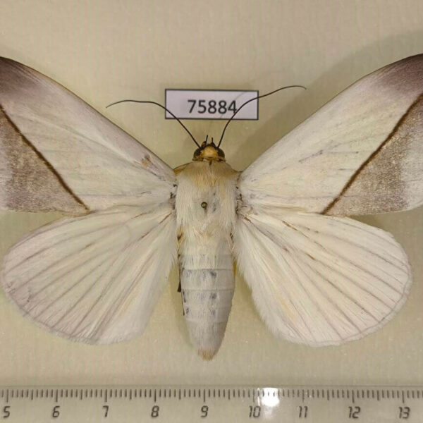Noctuidae Hypopyra Hypopyra leucochiton Madagascar