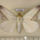 75884p Noctuidae Hypopyra Hypopyra leucochiton Madagascar $15