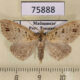 75888p Noctuidae sp. Madagascar $6