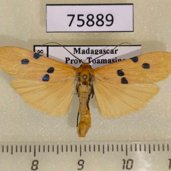 Arctiidae Eilema mabillei Madagascar