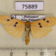 75889p Arctiidae Eilema mabillei Madagascar $8