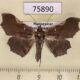 75890p Noctuidae Mepantadrea reuteri Madagascar $5