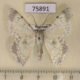 75891p Geometridae Pingasa herbuloti Madagascar $7