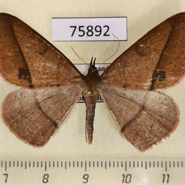 Geometridae Conolophia oreades Uganda