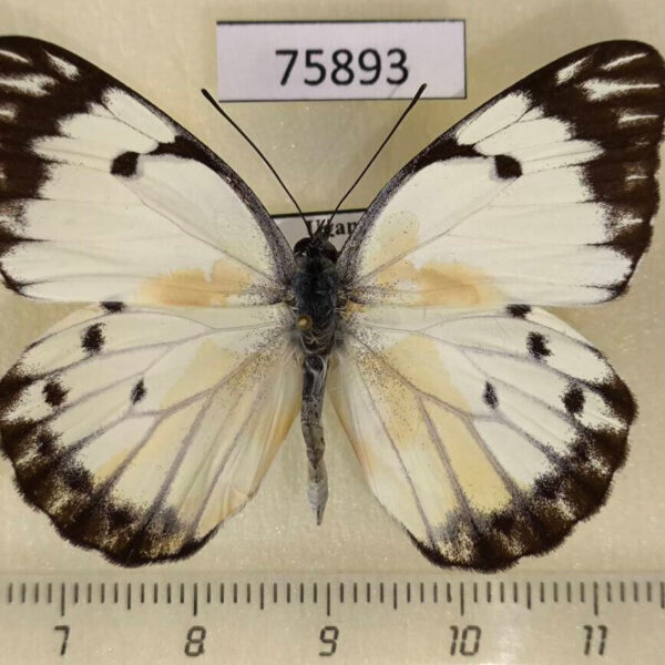 Pieridae Belenois creona Uganda