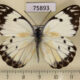 75893p Pieridae Belenois creona Uganda $3