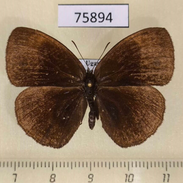 Satyridae Bicyclus buea Uganda