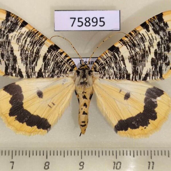 Geometridae Rhodophthitus tricoloraria Uganda