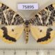 75895p Geometridae Rhodophthitus tricoloraria Uganda $10