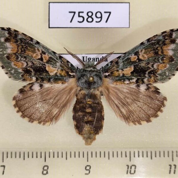 Notodontiidae Desmeocraera octoginta f Uganda