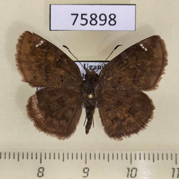 Hesperiidae Sarangesa lucidella Uganda