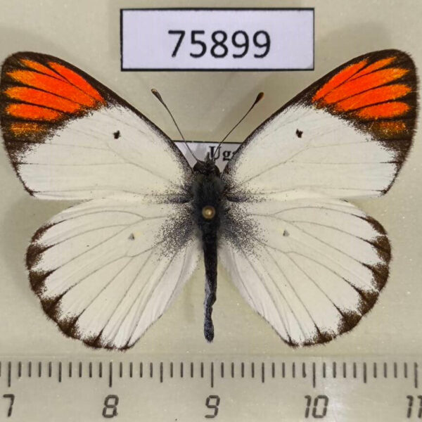 Pieridae Colotis euippe Uganda