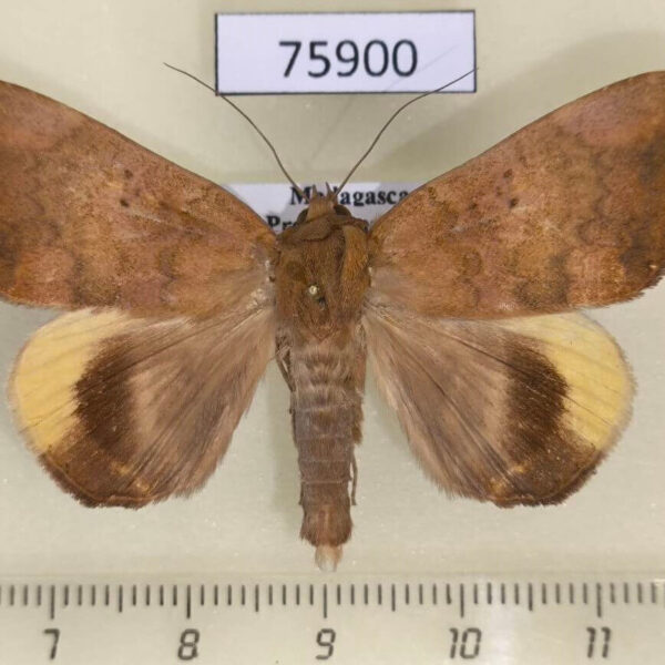 Noctuidae Achaea orea Madagascar