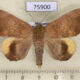 75900p Noctuidae Achaea orea Madagascar $20