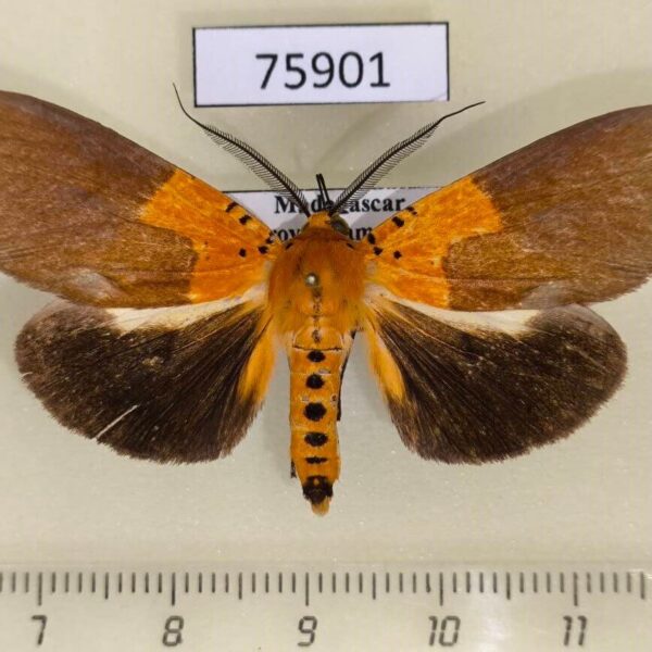 Noctuidae Asota borbonica Madagascar