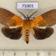 75901p Noctuidae Asota borbonica Madagascar $12