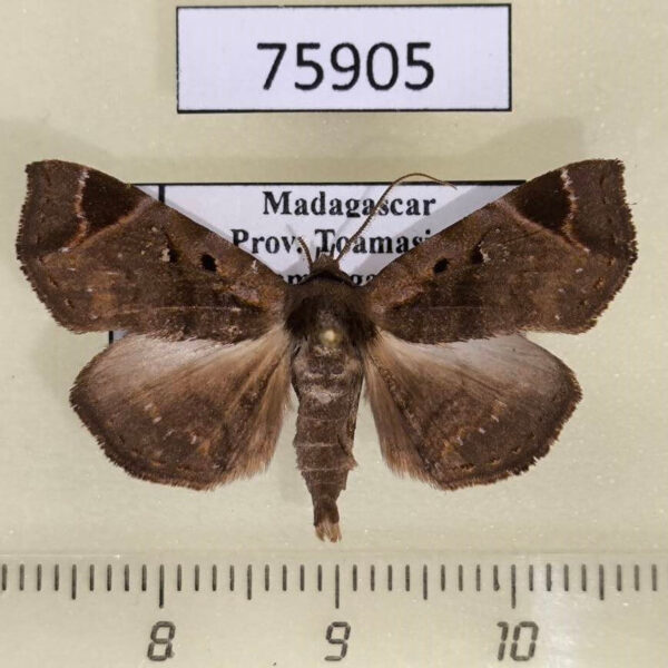 Noctuidae Caryonopera malgassica Madagascar