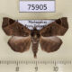 75905p Noctuidae Caryonopera malgassica Madagascar $7