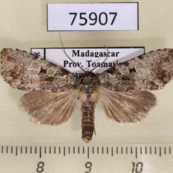 Noctuidae Kenrickodes griseata Madagascar