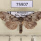 75907p Noctuidae Kenrickodes griseata Madagascar $9