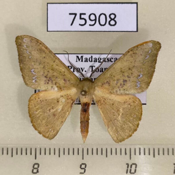 Geometridae Hypocoela spodozona Madagascar