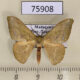 75908p Geometridae Hypocoela spodozona Madagascar $8