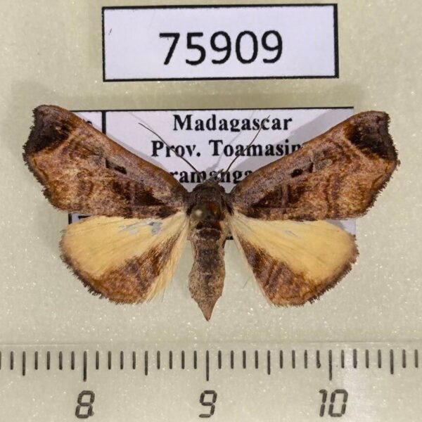 Noctuidae Caryonopera sp. Madagascar