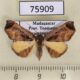 75909p Noctuidae Caryonopera sp. Madagascar $12