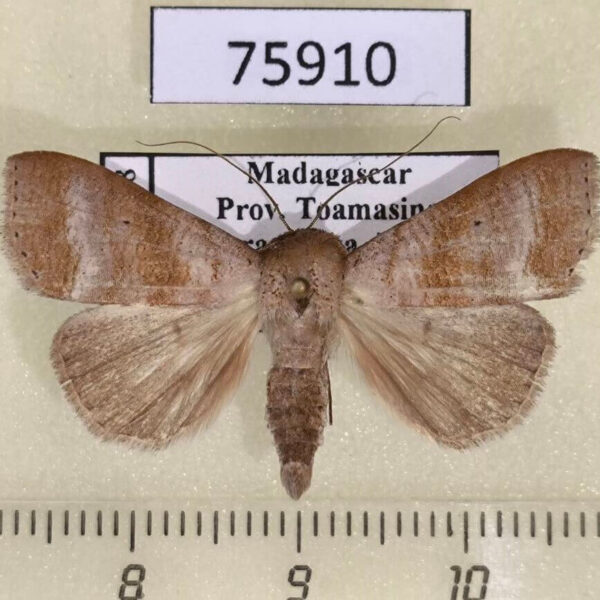 Noctuidae Mafana lajonquierei Madagascar