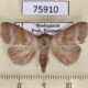 75910p Noctuidae Mafana lajonquierei Madagascar $7