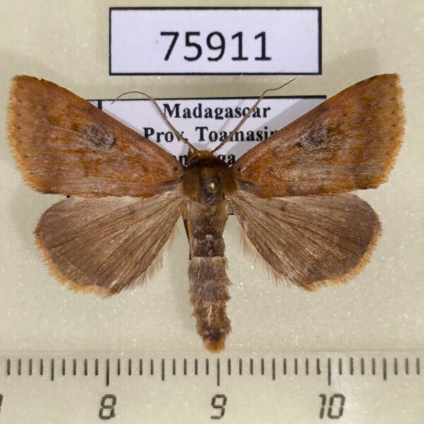 Noctuidae Plecoptera fletcherana Madagascar
