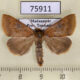 75911p Noctuidae Plecoptera fletcherana Madagascar $7