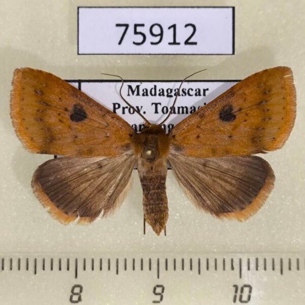 Noctuidae Plecoptera fletcherana f Madagascar
