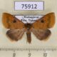 75912p Noctuidae Plecoptera fletcherana f Madagascar $8