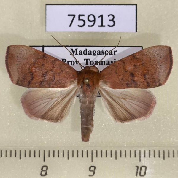 Noctuidae Maurilia griveaudi Madagascar