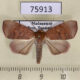 75913p Noctuidae Maurilia griveaudi Madagascar $9