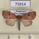 75914p Noctuidae Maurilia griveaudi Madagascar $9