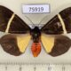 75919p Arctiidae Fodinoidea rectifascia f Madagascar $20
