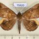 75920p Noctuidae Rougeotiana xanthoperas Uganda $12