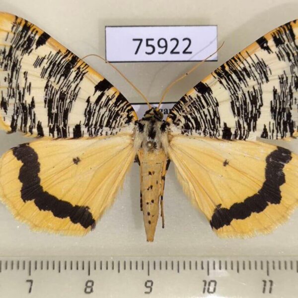 Geometridae Rhodophthitus tricoloraria Uganda