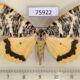 75922p Geometridae Rhodophthitus tricoloraria Uganda $10