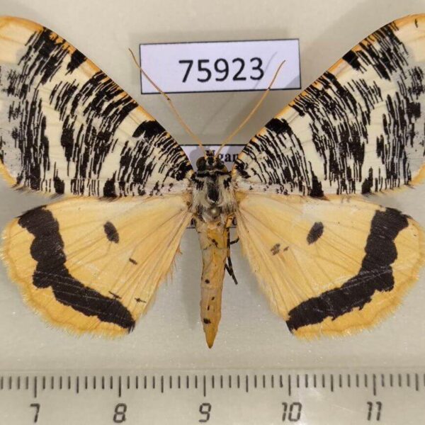 Geometridae Rhodophthitus tricoloraria Uganda